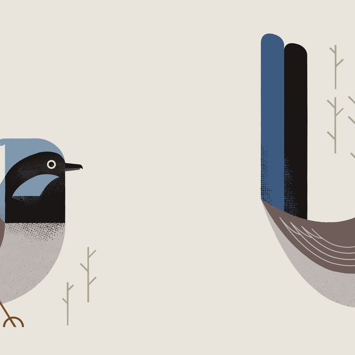 Superb Fairywren, Bird of Australia Coffee Mug Gallery Image 2