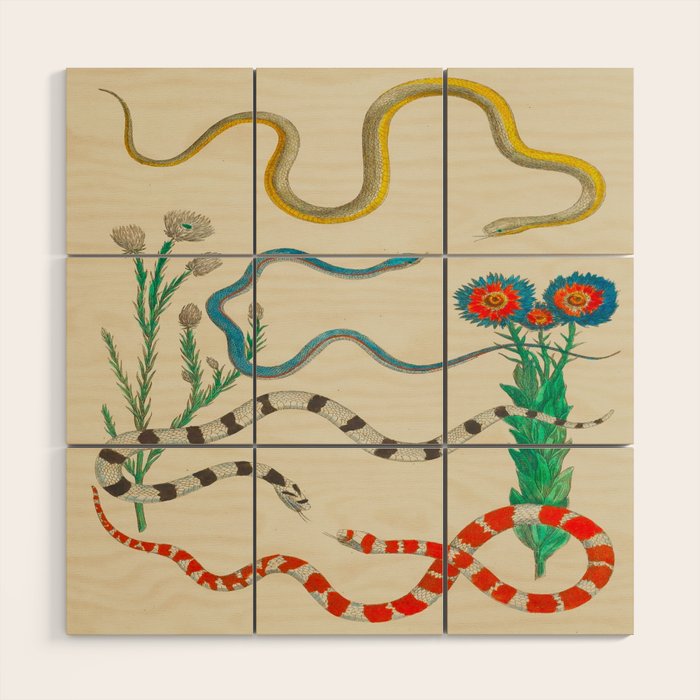 Locupletissimi rerum naturalium - vol. 2 - Albertus Seba Colorful Snake Floral Arrangement Wood Wall Art Gallery Image 1