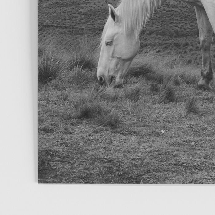 Wild horses couldn't take you from me; young woman on a white horse throwing her hair black wilderness black and white photograph - photography - photographs Poster Gallery Image 3
