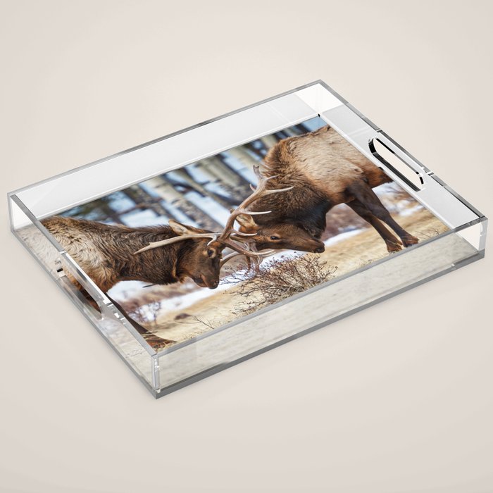 Elk In Rut Rocky Mountain National Park Colorado Wildlife Acrylic Tray Gallery Image 1