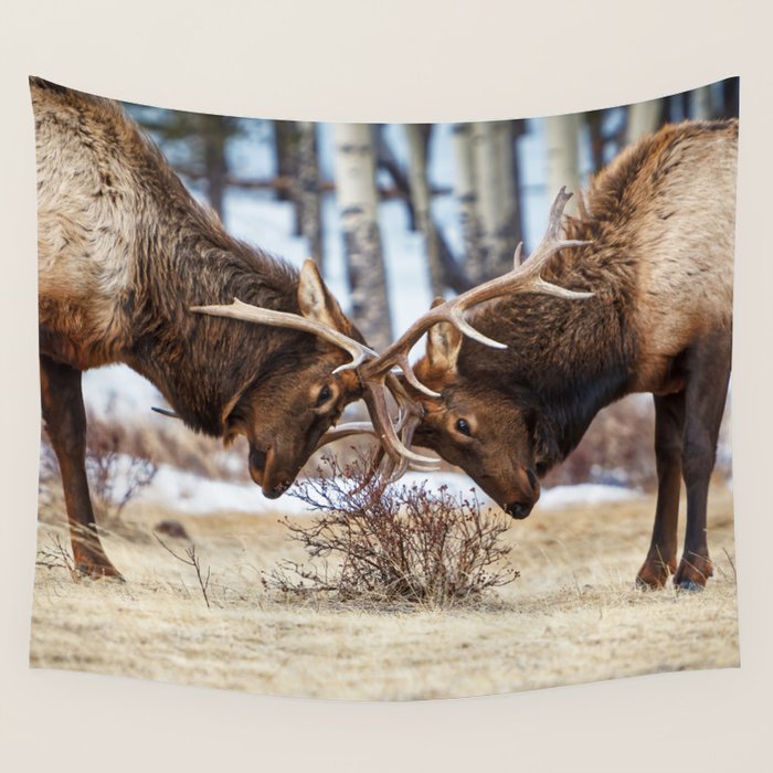 Elk In Rut Rocky Mountain National Park Colorado Wildlife Wall Tapestry Gallery Image 4