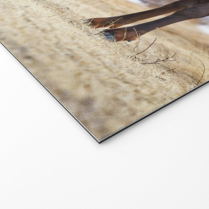 Elk In Rut Rocky Mountain National Park Colorado Wildlife Welcome Mat Gallery Image 2
