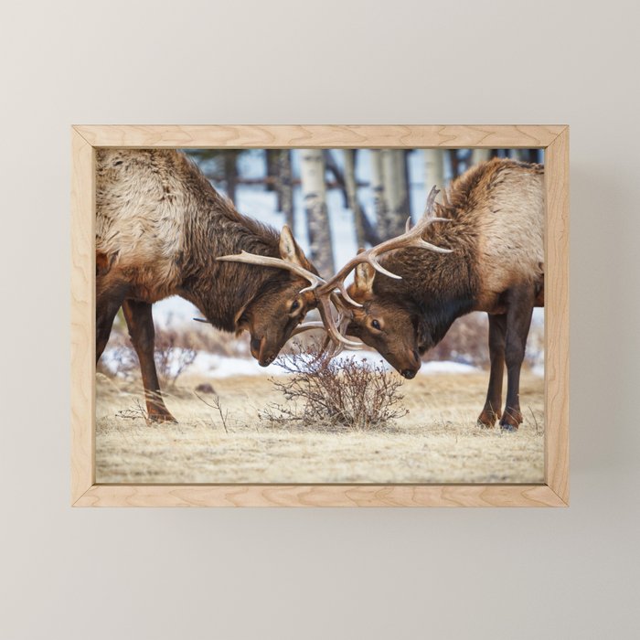 Elk In Rut Rocky Mountain National Park Colorado Wildlife Mini Art Print Gallery Image 1