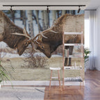 Elk In Rut Rocky Mountain National Park Colorado Wildlife Wall Mural Gallery Image 1