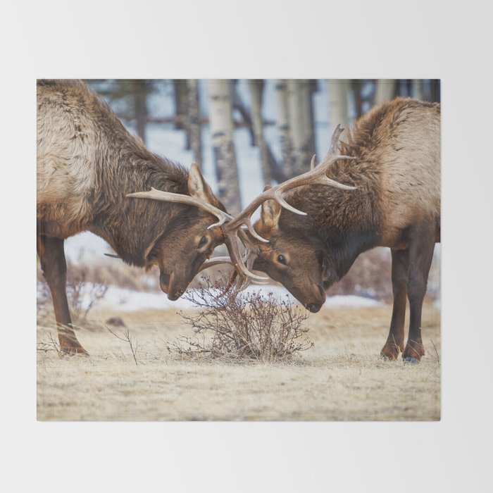 Elk In Rut Rocky Mountain National Park Colorado Wildlife Throw Blanket Gallery Image 2