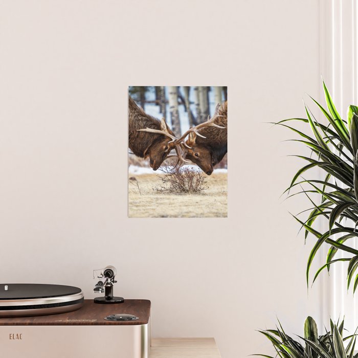 Elk In Rut Rocky Mountain National Park Colorado Wildlife Poster Gallery Image 2