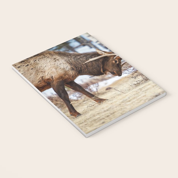 Elk In Rut Rocky Mountain National Park Colorado Wildlife Notebook Gallery Image 3