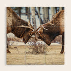 Elk In Rut Rocky Mountain National Park Colorado Wildlife Wood Wall Art Gallery Image 1