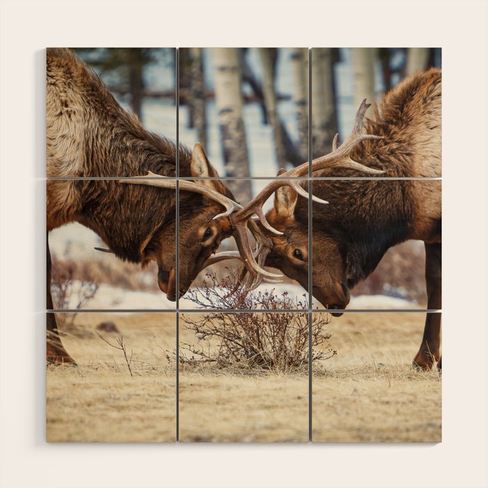 Elk In Rut Rocky Mountain National Park Colorado Wildlife Wood Wall Art Gallery Image 1