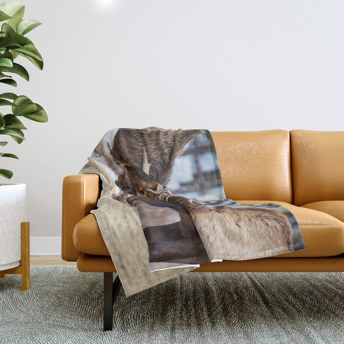Elk In Rut Rocky Mountain National Park Colorado Wildlife Throw Blanket Gallery Image 1