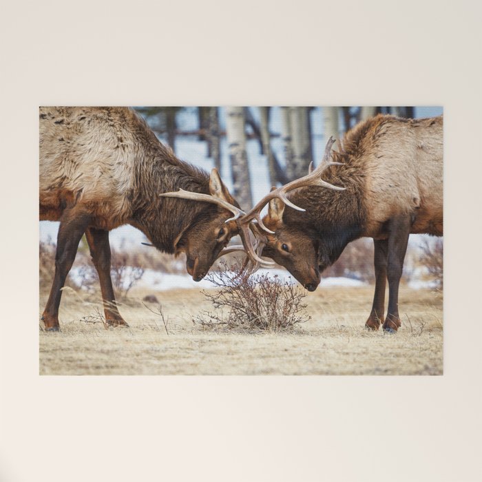 Elk In Rut Rocky Mountain National Park Colorado Wildlife Welcome Mat Gallery Image 1