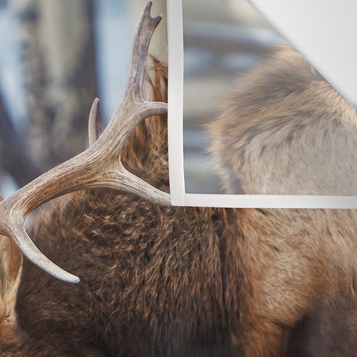 Elk In Rut Rocky Mountain National Park Colorado Wildlife Wall Tapestry Gallery Image 3