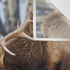 Elk In Rut Rocky Mountain National Park Colorado Wildlife Wall Tapestry Gallery Image 3