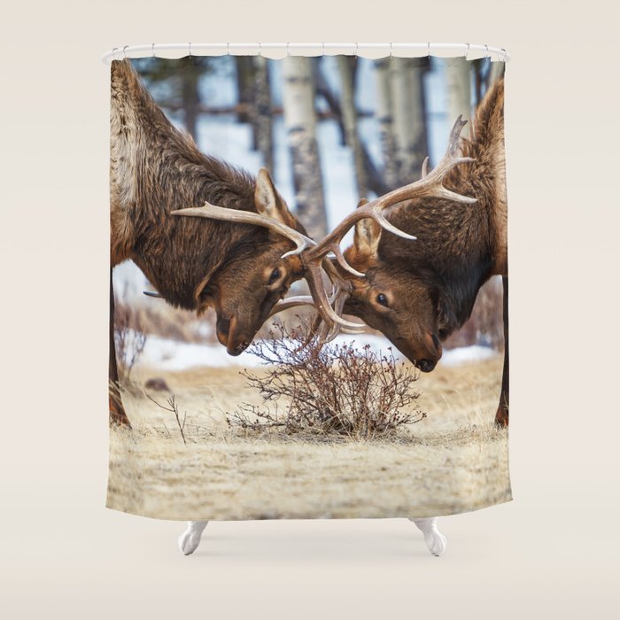 Elk In Rut Rocky Mountain National Park Colorado Wildlife Shower Curtain Gallery Image 1