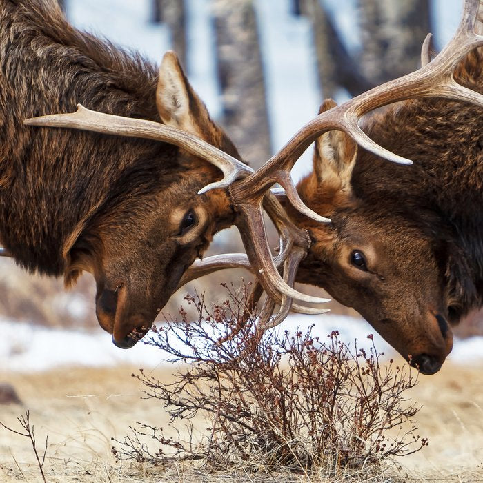 Elk In Rut Rocky Mountain National Park Colorado Wildlife Coffee Mug Gallery Image 2