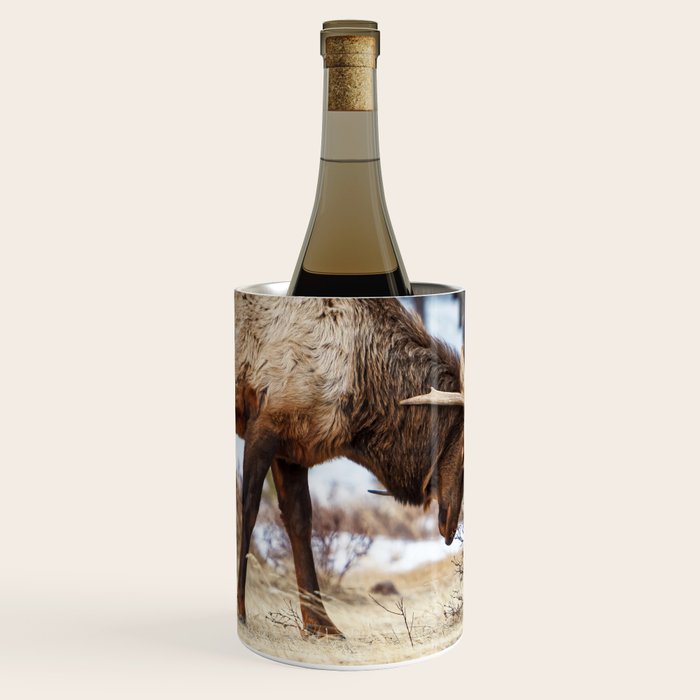 Elk In Rut Rocky Mountain National Park Colorado Wildlife Wine Chiller Gallery Image 2