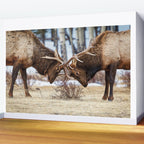 Elk In Rut Rocky Mountain National Park Colorado Wildlife Wall Mural Gallery Image 2