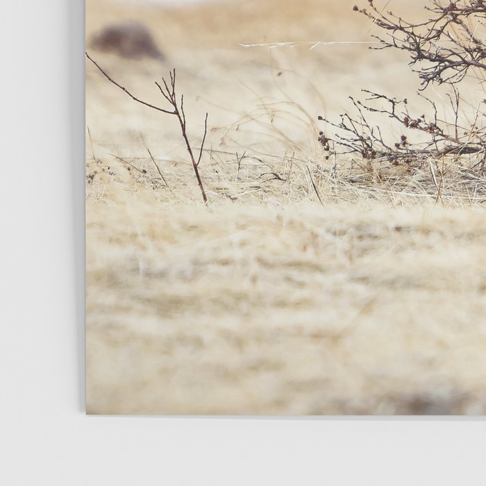 Elk In Rut Rocky Mountain National Park Colorado Wildlife Poster Gallery Image 3
