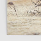 Elk In Rut Rocky Mountain National Park Colorado Wildlife Poster Gallery Image 3
