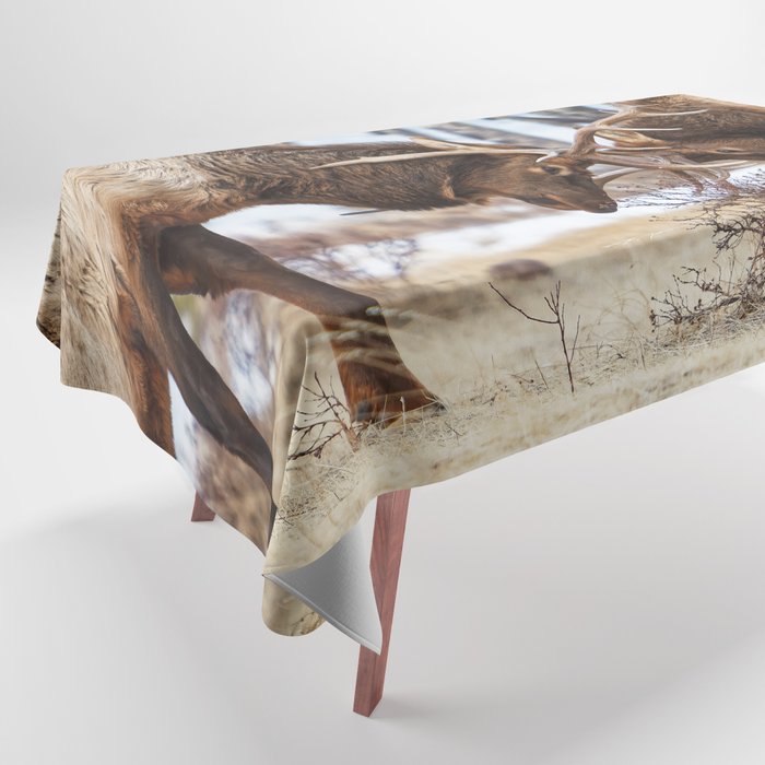 Elk In Rut Rocky Mountain National Park Colorado Wildlife Tablecloth Gallery Image 1