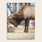 Elk In Rut Rocky Mountain National Park Colorado Wildlife Notebook Gallery Image 4