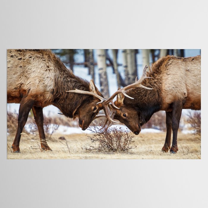 Elk In Rut Rocky Mountain National Park Colorado Wildlife Tablecloth Gallery Image 2