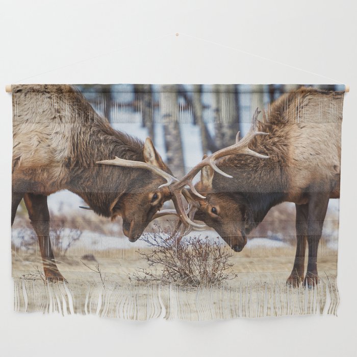Elk In Rut Rocky Mountain National Park Colorado Wildlife Wall Hanging Gallery Image 1