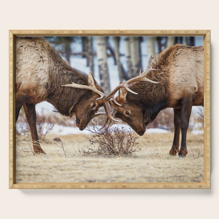 Elk In Rut Rocky Mountain National Park Colorado Wildlife Serving Tray Gallery Image 1