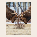 Elk In Rut Rocky Mountain National Park Colorado Wildlife Poster Gallery Image 4