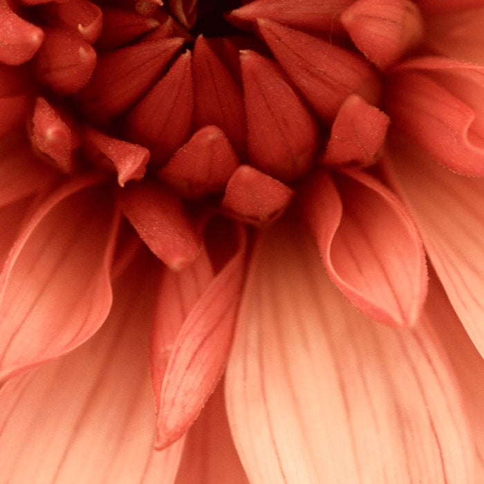Prima Donna - Modern Botanical Photograph - Dahlia Flower Photo - Floral Print Coffee Mug Gallery Image 2