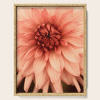 Prima Donna - Modern Botanical Photograph - Dahlia Flower Photo - Floral Print Serving Tray Gallery Image 1