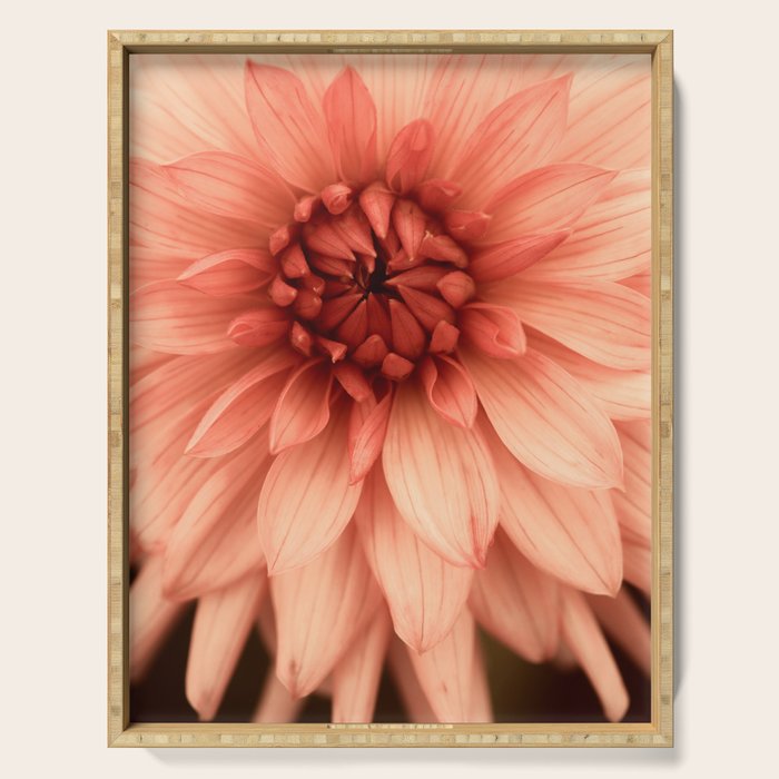 Prima Donna - Modern Botanical Photograph - Dahlia Flower Photo - Floral Print Serving Tray Gallery Image 1