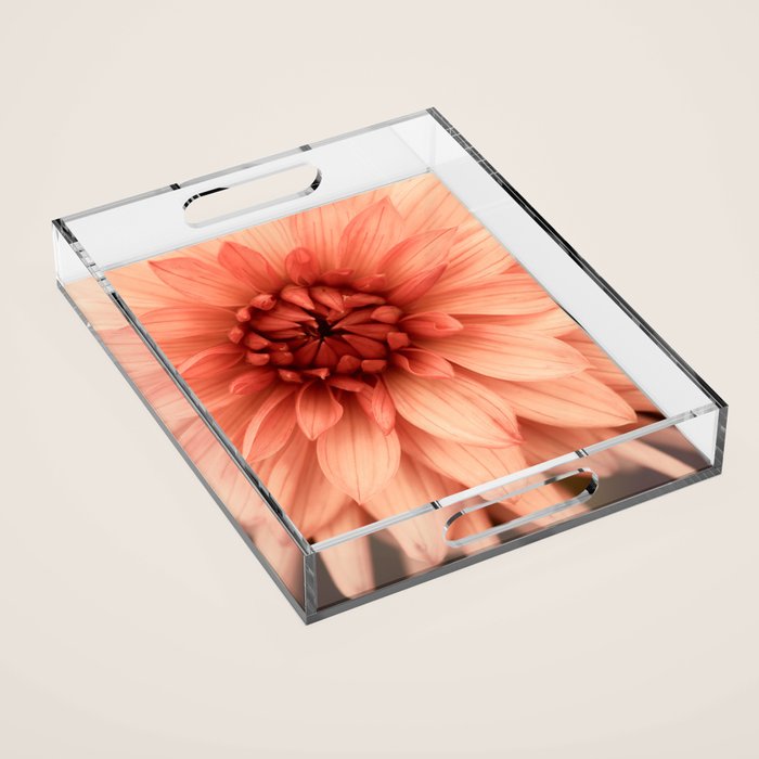 Prima Donna - Modern Botanical Photograph - Dahlia Flower Photo - Floral Print Acrylic Tray Gallery Image 1