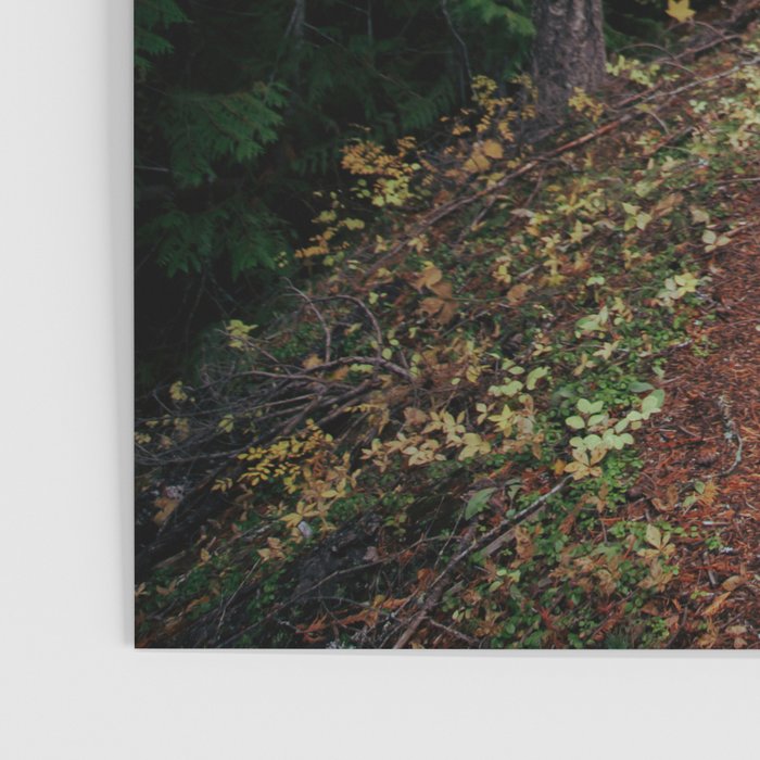 Fall Trail II Poster Gallery Image 3