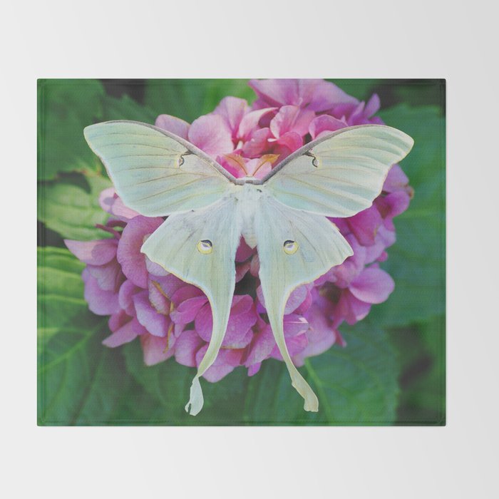 Luna Moth On Pink Hydrangea Nature Art Throw Blanket Gallery Image 2