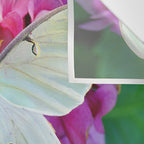 Luna Moth On Pink Hydrangea Nature Art Wall Tapestry Gallery Image 3