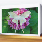 Luna Moth On Pink Hydrangea Nature Art Wall Mural Gallery Image 2