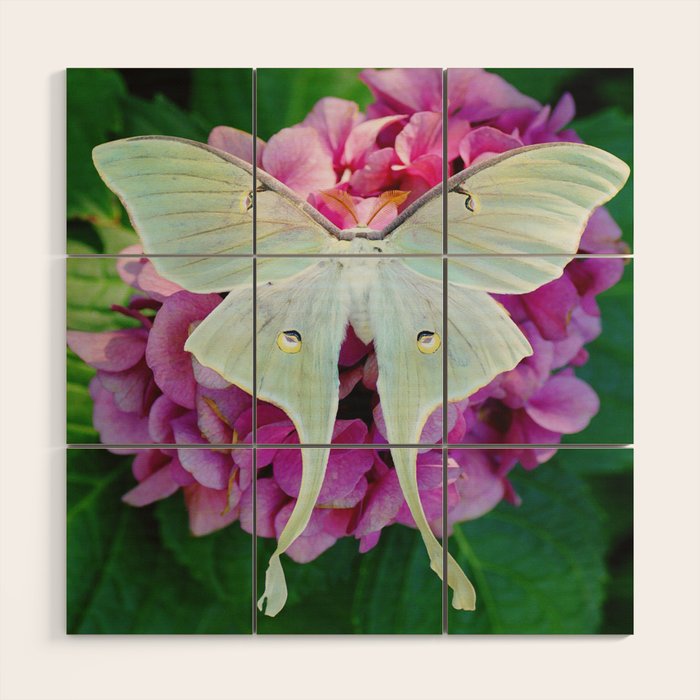 Luna Moth On Pink Hydrangea Nature Art Wood Wall Art Gallery Image 1