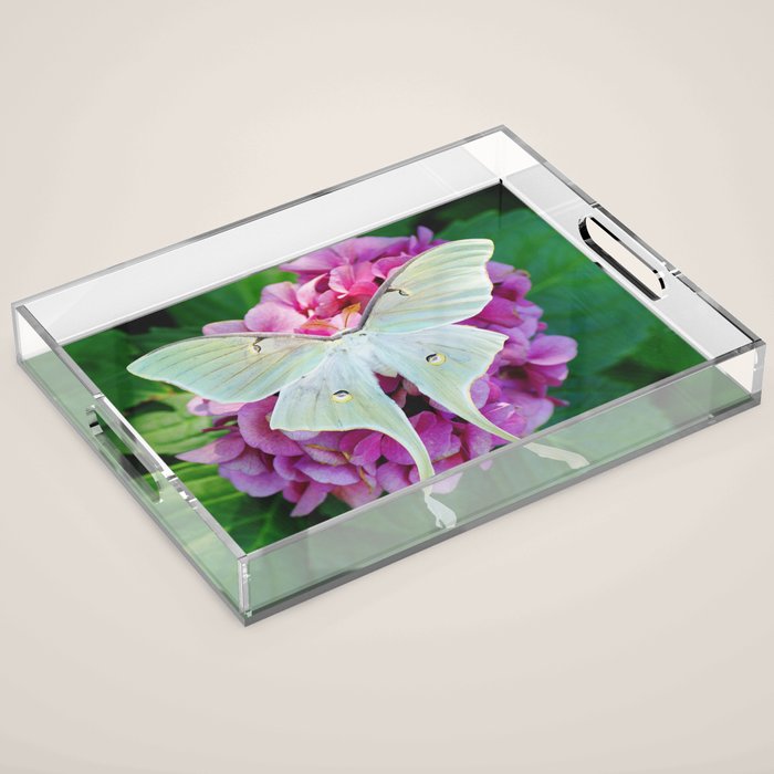 Luna Moth On Pink Hydrangea Nature Art Acrylic Tray Gallery Image 1