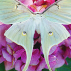 Luna Moth On Pink Hydrangea Nature Art Coffee Mug Gallery Image 2