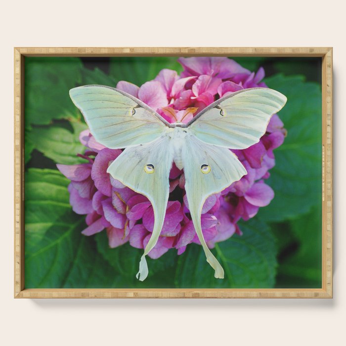 Luna Moth On Pink Hydrangea Nature Art Serving Tray Gallery Image 1