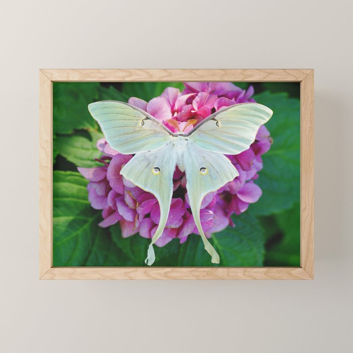 Luna Moth On Pink Hydrangea Nature Art Mini Art Print Gallery Image 1