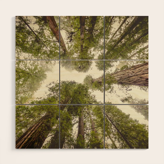 Into the Mist - Nature Photography Wood Wall Art Gallery Image 1