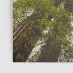 Into the Mist - Nature Photography Poster Gallery Image 3
