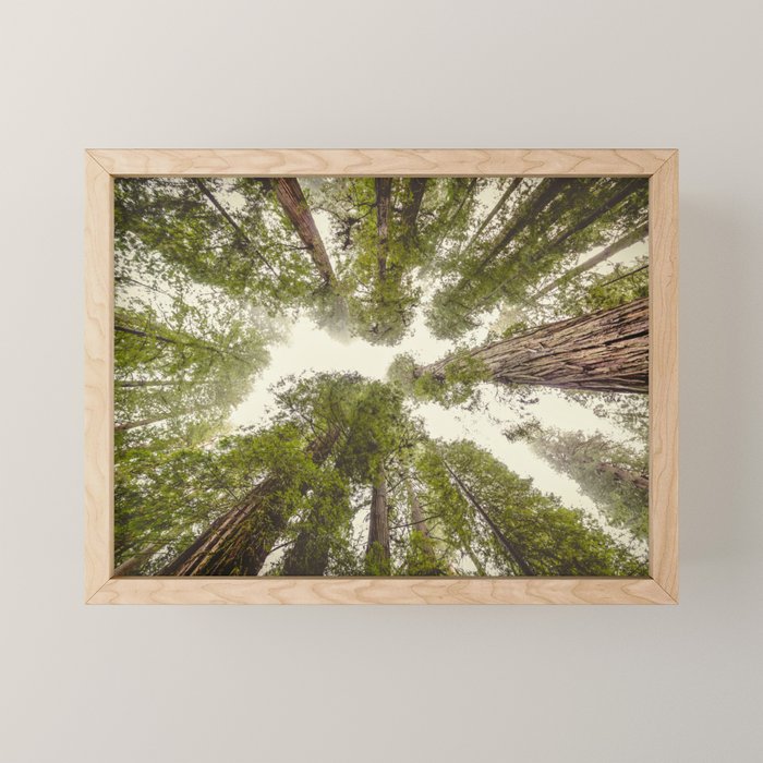 Into the Mist - Nature Photography Mini Art Print Gallery Image 1