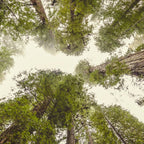 Into the Mist - Nature Photography Coffee Mug Gallery Image 2