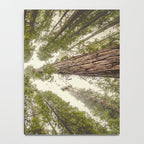 Into the Mist - Nature Photography Notebook Gallery Image 4