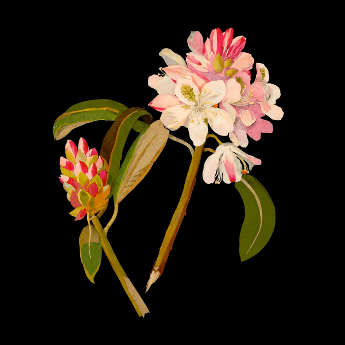 Rhododendron Maximum  by Mary Delany Paper Collage Floral Flower Botanical Paper Mosaic Vintage Scientific Plant Anatomy Coffee Mug Gallery Image 2