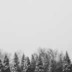 Pine Line Coffee Mug Gallery Image 2