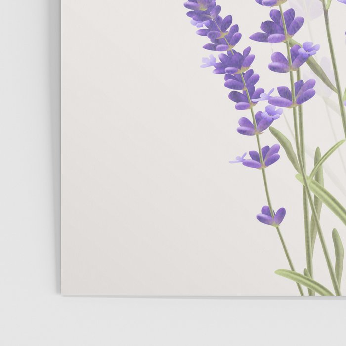 Lavender II Poster Gallery Image 3